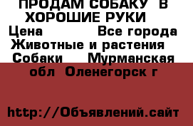 ПРОДАМ СОБАКУ  В ХОРОШИЕ РУКИ  › Цена ­ 4 000 - Все города Животные и растения » Собаки   . Мурманская обл.,Оленегорск г.